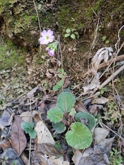 Primula obconica