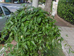 Muehlenbeckia sagittifolia