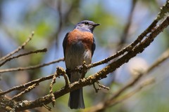 Sialia mexicana