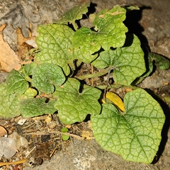 Trichosanthes scabra