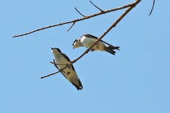 Tachycineta bicolor