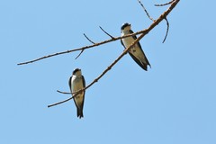 Tachycineta bicolor
