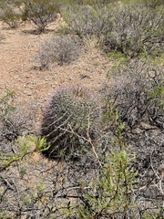Ferocactus wislizeni