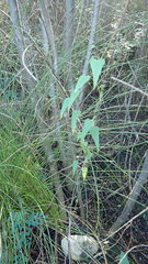 Dioscorea burchellii