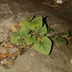 Trichosanthes scabra