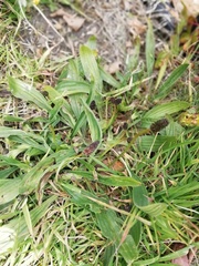 Plantago lanceolata