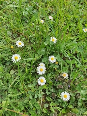 Bellis perennis