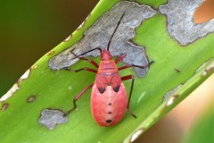 Probergrothius