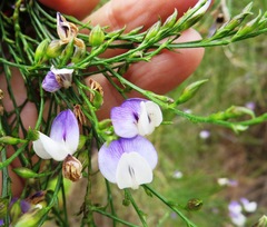 Psoralea aphylla
