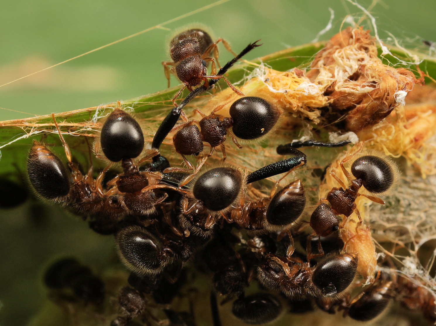 Meranoplus inermis