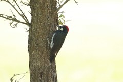 Melanerpes formicivorus