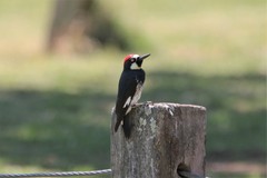 Melanerpes formicivorus