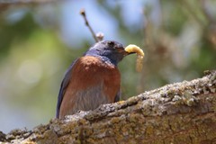 Sialia mexicana