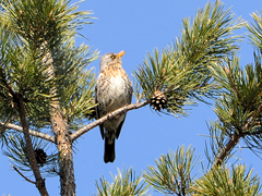 Turdus pilaris