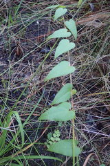 Dioscorea burchellii