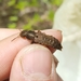 Platydracus maculosus - Photo 由 Joe Girgente 所上傳的 (c) Joe Girgente，保留部份權利CC BY-NC