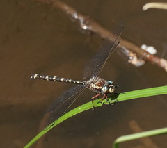 Austroaeschna atrata