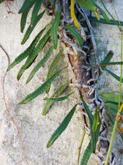 Microgramma mortoniana