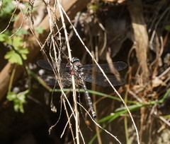 Austroaeschna atrata