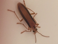Thelyphassa lineata