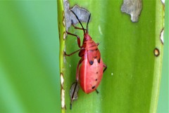 Probergrothius