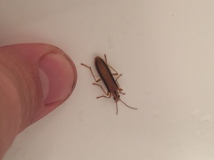 Thelyphassa lineata