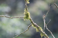 Sporophila luctuosa