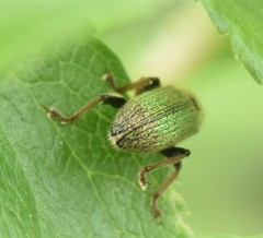 Phyllobius betulinus