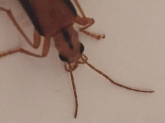 Thelyphassa lineata
