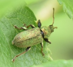 Phyllobius betulinus