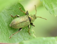 Phyllobius betulinus