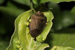 Caura rufiventris