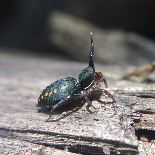 Photo of Natta Jumping Spider (Natta horizontalis)