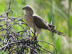 Micronisus gabar gabar