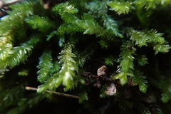 Catagonium nitens nitens