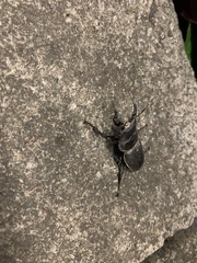 Serrognathus titanus