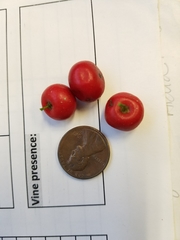 Discocalyx megacarpa