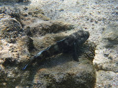 Mauligobius maderensis