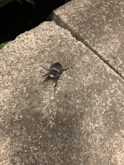 Serrognathus titanus