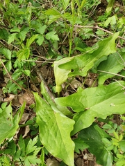 Arum maculatum