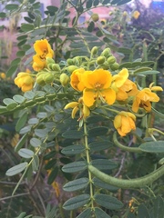 Senna birostris