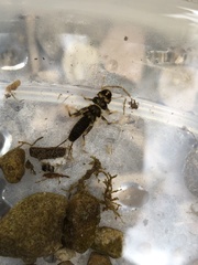 Hesperoperla pacifica