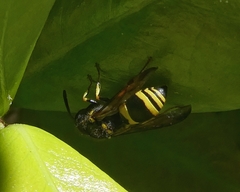 Ancistrocerus longispinosus