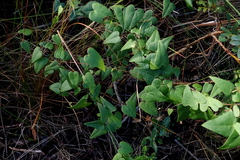 Dioscorea burchellii