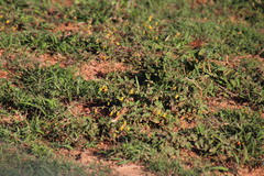 Hermannia althaeoides