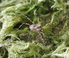 Megabunus diadema