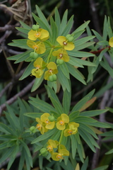 Euphorbia dendroides