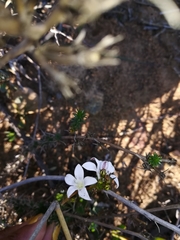 Wahlenbergia subulata