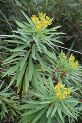 Euphorbia dendroides