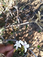 Wahlenbergia subulata